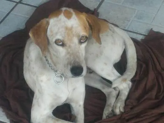 Cachorro ra a Sem raça definida idade 2 anos nome Doki 