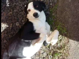 Cachorro raça srd idade 3 anos nome Flor