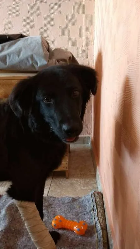 Cachorro ra a Mestiço com labrador idade 1 ano nome Budy