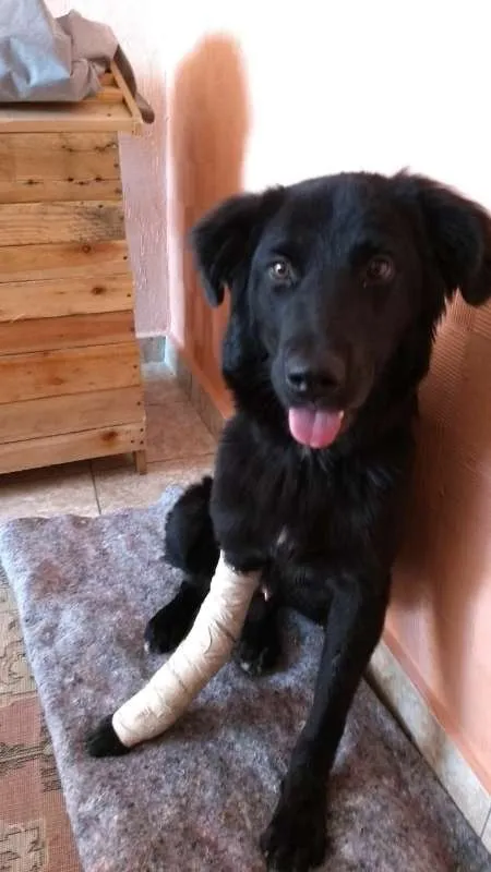 Cachorro ra a Mestiço com labrador idade 1 ano nome Budy