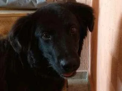 Cachorro ra a Mestiço com labrador idade 1 ano nome Budy