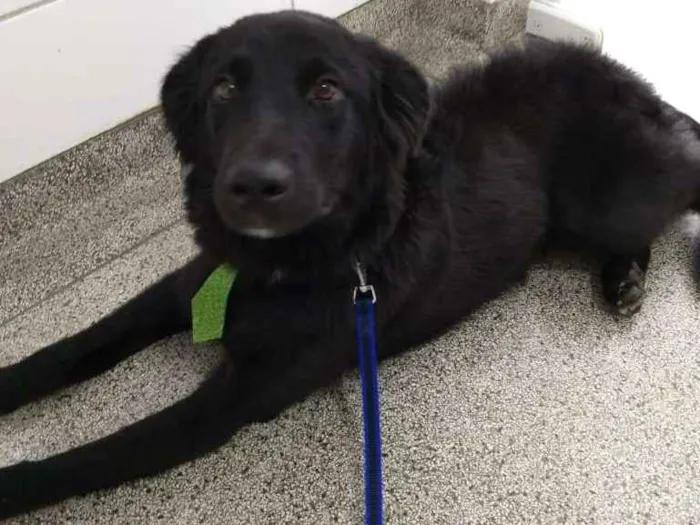 Cachorro ra a Mestiço com labrador idade 1 ano nome Budy