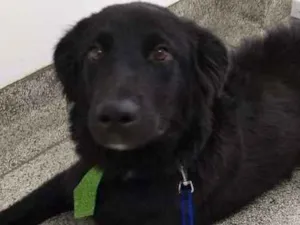 Cachorro raça Mestiço com labrador idade 1 ano nome Budy