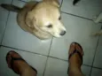 Mel e lila