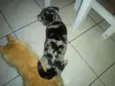 Mel e lila
