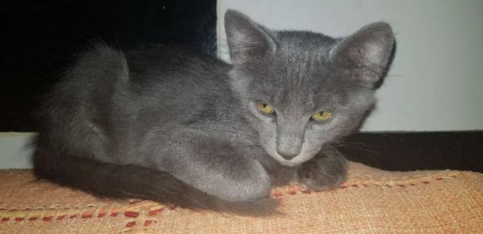 Gato ra a Não definido  idade Abaixo de 2 meses nome gatinhos e gatinhas 