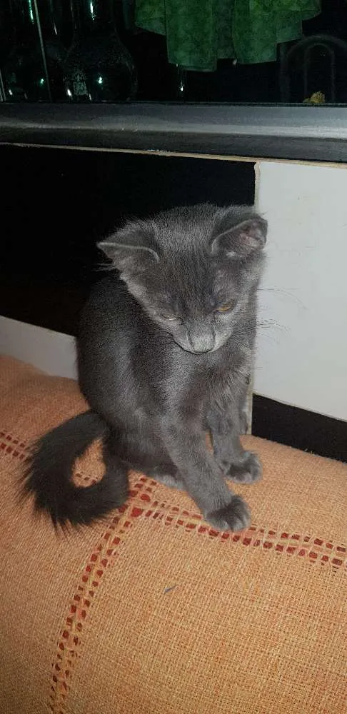 Gato ra a Não definido  idade Abaixo de 2 meses nome gatinhos e gatinhas 