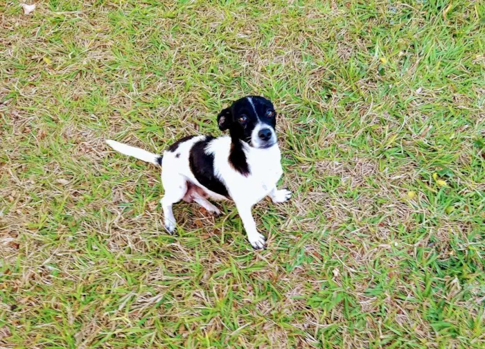 Cachorro ra a Mistura idade 1 ano nome Maezinha