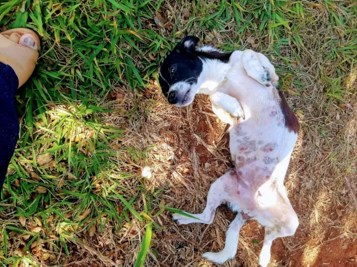 Cachorro ra a Mistura idade 1 ano nome Maezinha