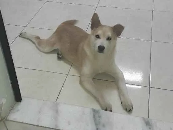 Cachorro ra a  idade 7 a 11 meses nome Vitoria