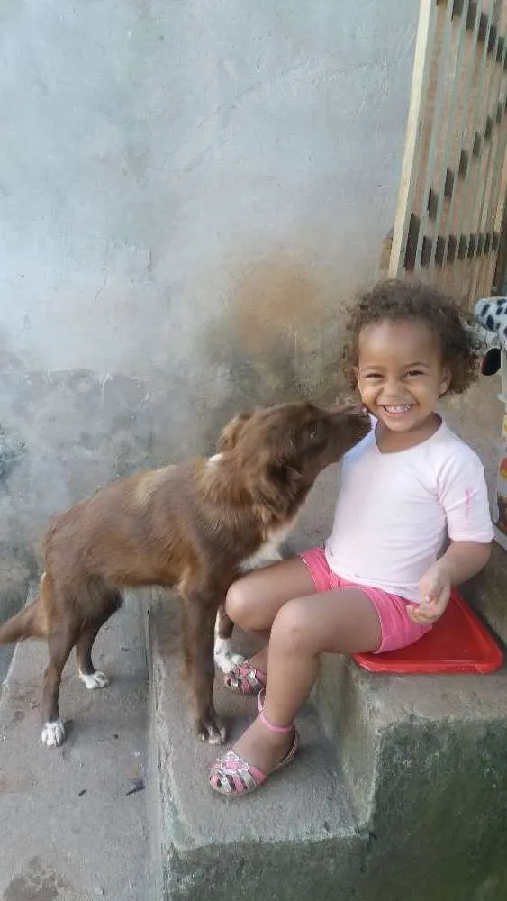 Cachorro ra a Viralata idade 2 anos nome Belinha