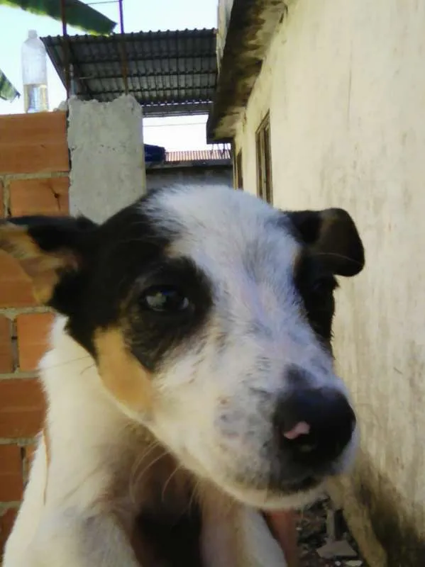Cachorro ra a viralata idade 2 a 6 meses nome nanica e chorona