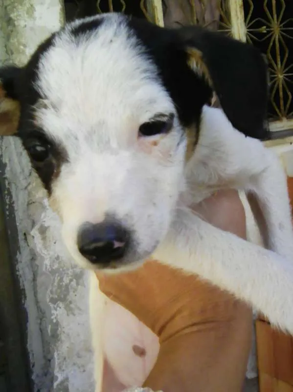 Cachorro ra a viralata idade 2 a 6 meses nome nanica e chorona