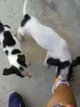 nanica e chorona