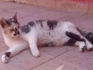 Gato raça não sei idade 3 anos nome KILLUA