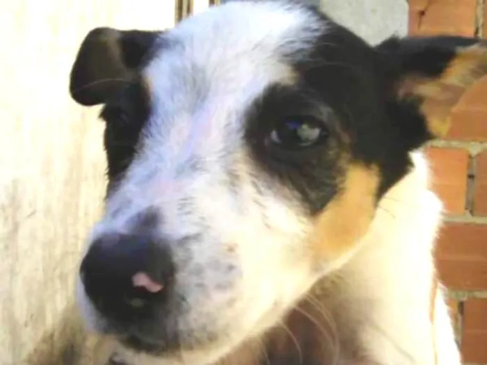 Cachorro ra a viralata idade 2 a 6 meses nome nanica e chorona