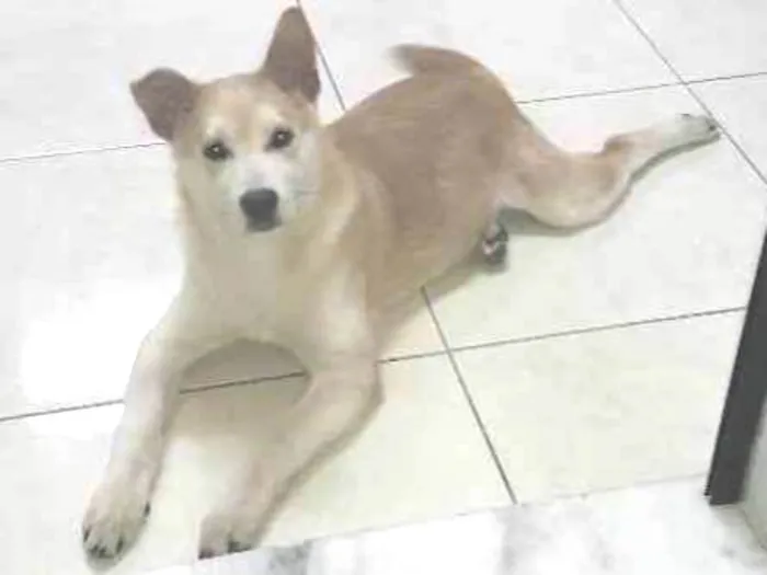 Cachorro ra a  idade 7 a 11 meses nome Vitoria