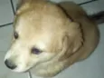 Mel e lila