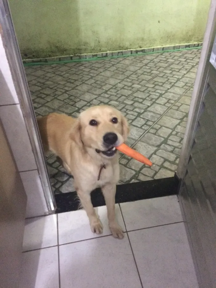 Cachorro ra a Srd  idade 3 anos nome Bolth