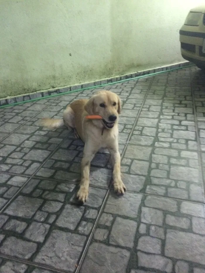 Cachorro ra a Srd  idade 3 anos nome Bolth