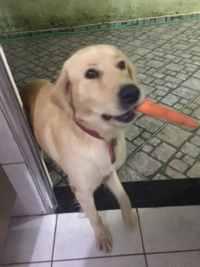 Cachorro ra a Srd  idade 3 anos nome Bolth