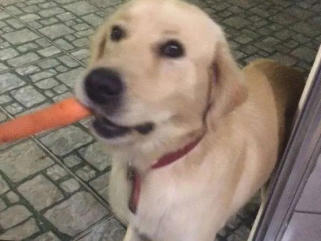 Cachorro ra a Srd  idade 3 anos nome Bolth