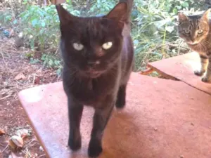 Gato raça Vira-lata idade 4 anos nome Não tem nome