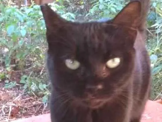 Gato ra a Vira-lata idade 4 anos nome Não tem nome