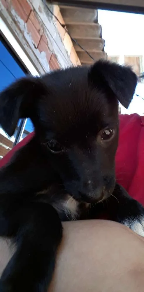 Cachorro ra a SRD idade 2 a 6 meses nome Sem nome 