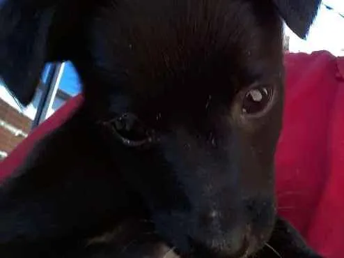 Cachorro ra a SRD idade 2 a 6 meses nome Sem nome 