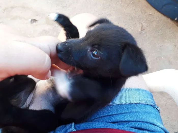 Cachorro ra a SRD idade 2 a 6 meses nome Sem nome 