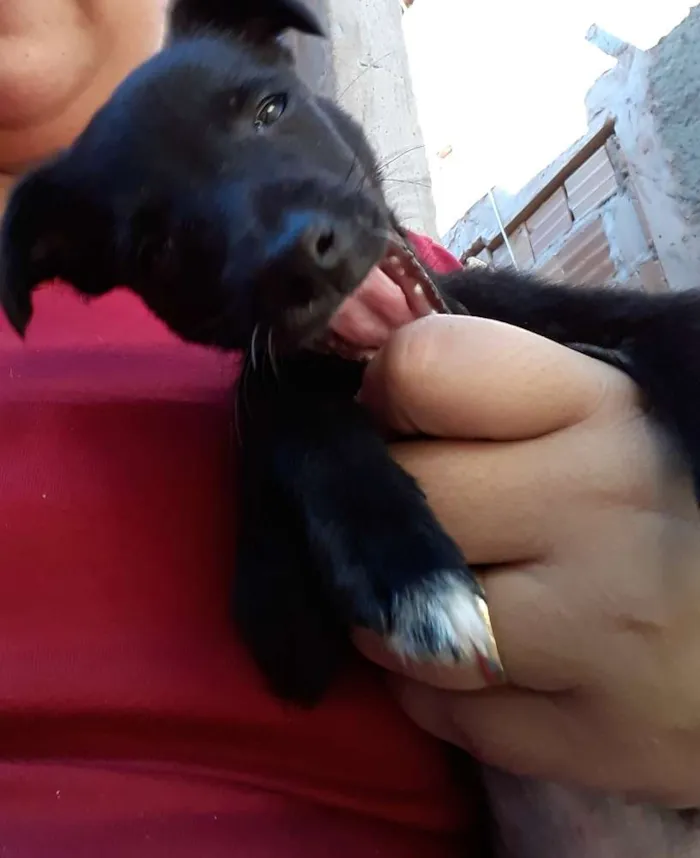 Cachorro ra a SRD idade 2 a 6 meses nome Sem nome 