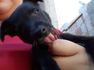 Cachorro raça SRD idade 2 a 6 meses nome Sem nome 