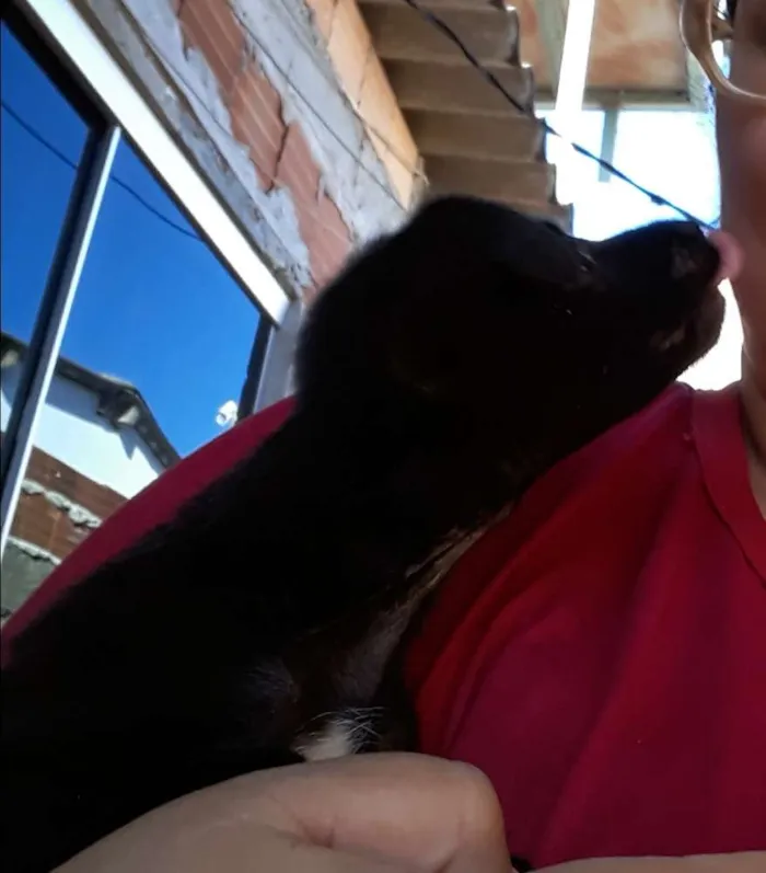 Cachorro ra a SRD idade 2 a 6 meses nome Sem nome 