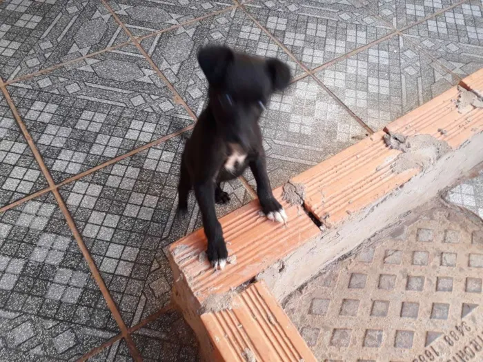 Cachorro ra a SRD idade 2 a 6 meses nome Sem nome 