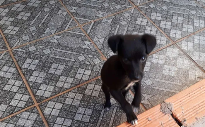 Cachorro ra a SRD idade 2 a 6 meses nome Sem nome 