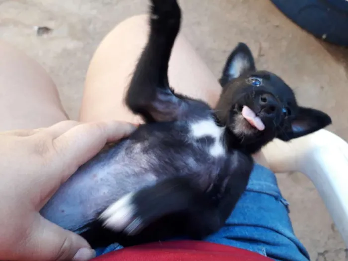 Cachorro ra a SRD idade 2 a 6 meses nome Sem nome 
