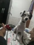 Lis 