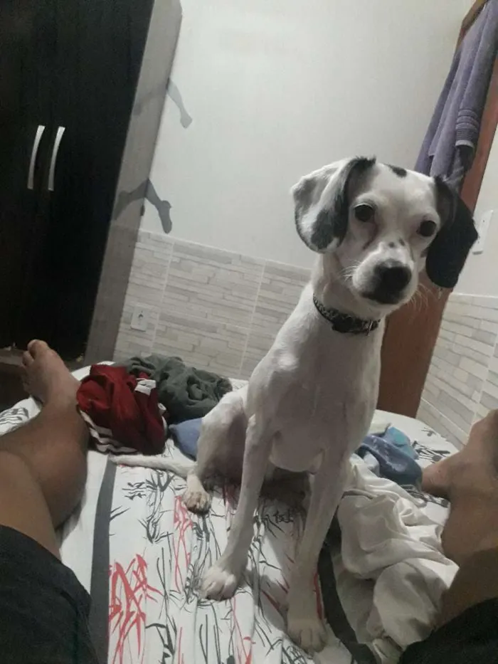 Cachorro ra a SRD idade 2 anos nome Lis 