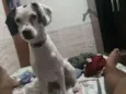 Lis 