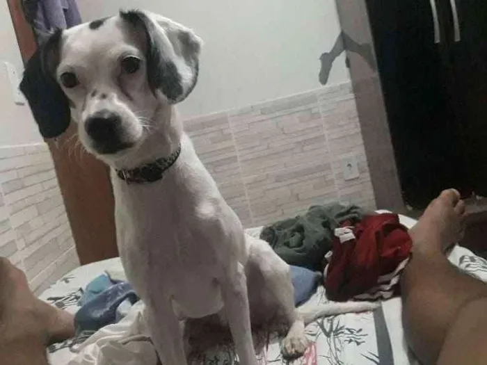 Cachorro ra a SRD idade 2 anos nome Lis 