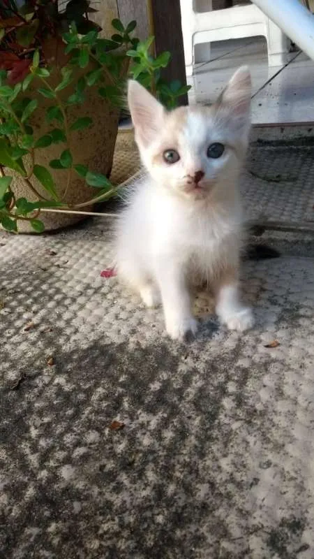 Gato ra a SRD idade 2 a 6 meses nome Lili