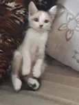 Lili