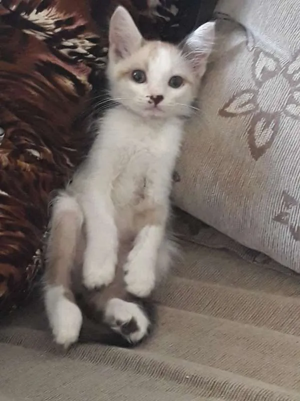 Gato ra a SRD idade 2 a 6 meses nome Lili