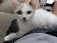 Lili