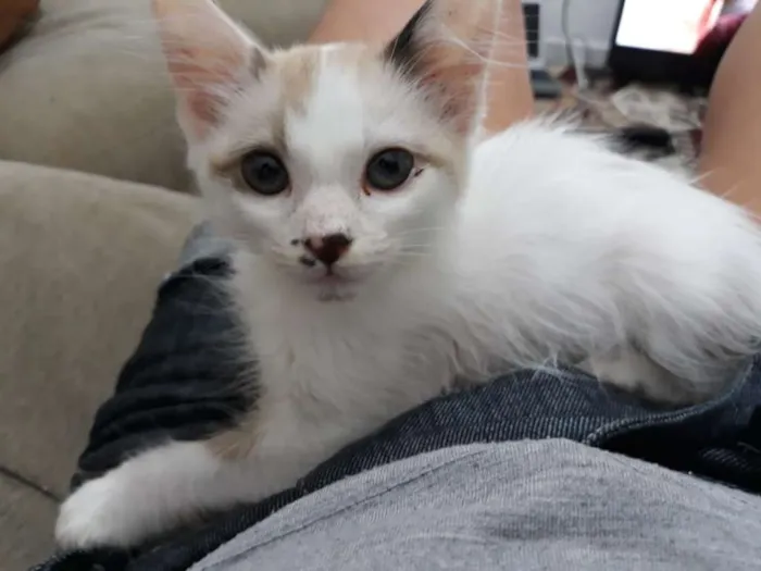 Gato ra a SRD idade 2 a 6 meses nome Lili