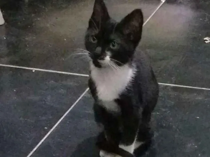 Gato raça X idade 2 a 6 meses nome Nico e Belinha