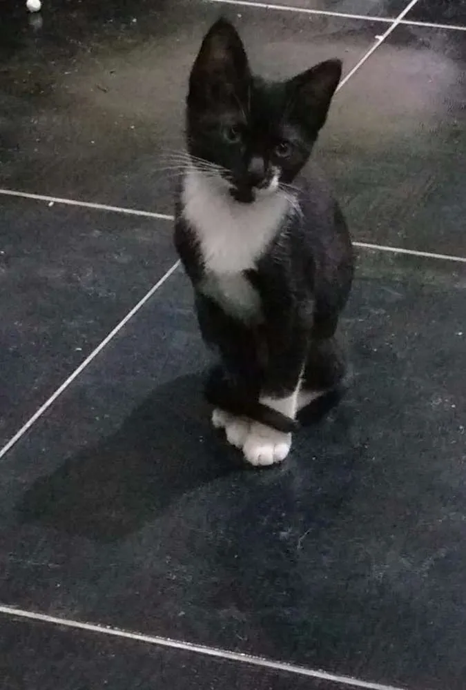 Gato raça X idade 2 a 6 meses nome Nico e Belinha