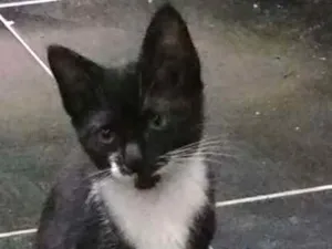 Gato raça X idade 2 a 6 meses nome Nico e Belinha