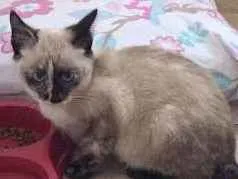 Gato raça Indefinida idade 2 a 6 meses nome Mana